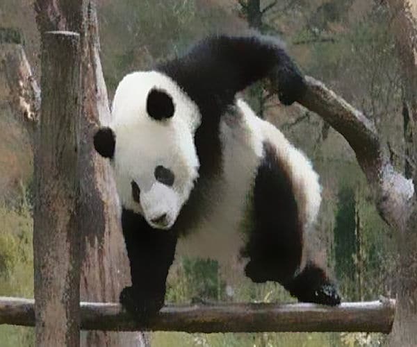Un panda agile et sauteur