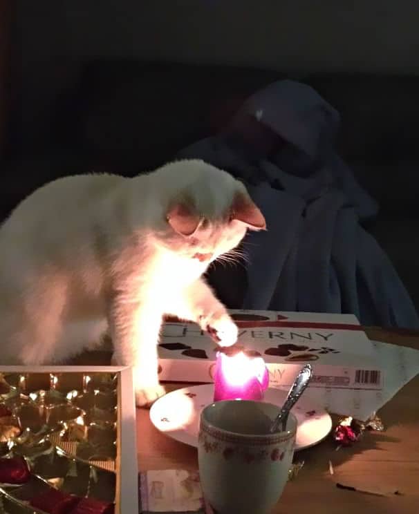 Chat blanc jouant avec une bougie à Noël