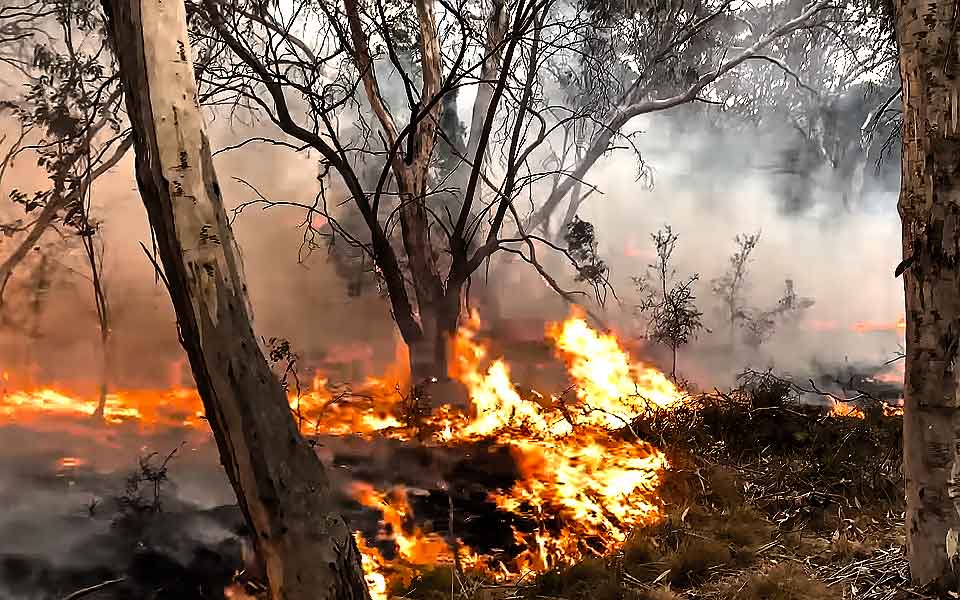 Incendies de janvier 2020 en Australie
