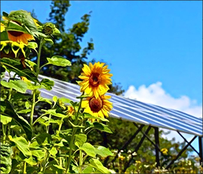 tournesols ecologie