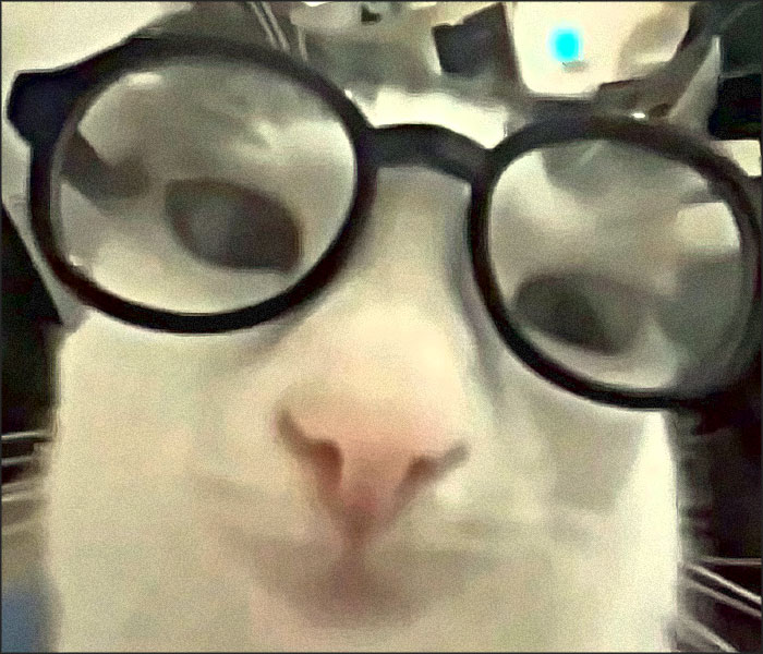 chat avec lunettes